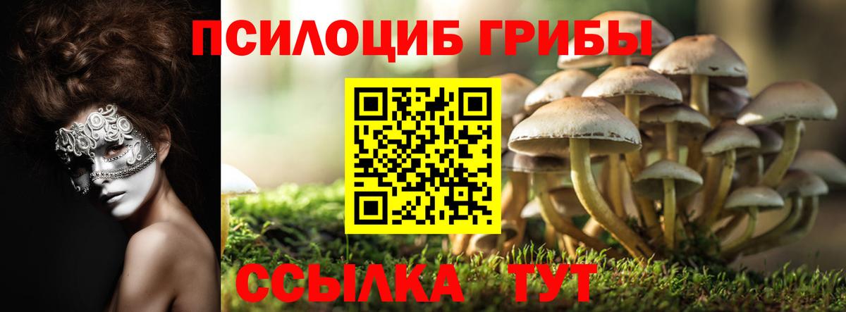 Менделеевск  Галлюциногенные грибы Psilocybine cubensis  Вход с VPN 
